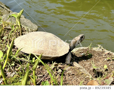 夏に水辺の石の上で日光浴しているイシガメ 89239385