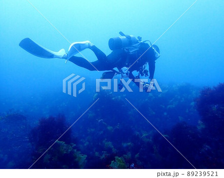 伊豆大島でダイビングをするダイバー 89239521