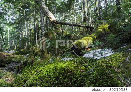 原生林のコケ【苔の森・5月】／長野県佐久穂町 89239583