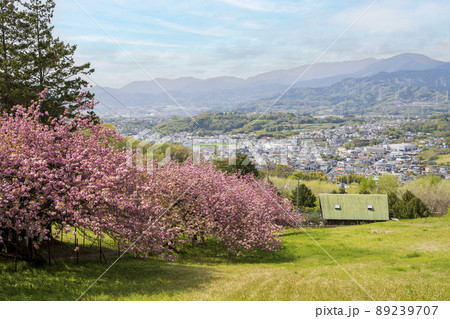 神奈川県秦野市　めんようの里近くの風景 89239707