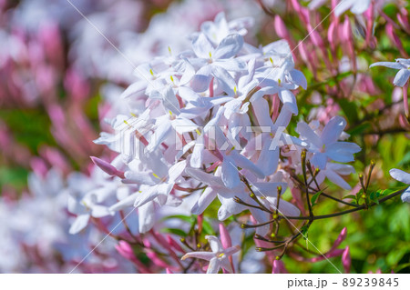 ハゴロモジャスミンの花 ハゴロモジャスミンの花 89239845
