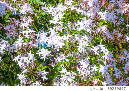 ハゴロモジャスミンの花 ハゴロモジャスミンの花 89239847