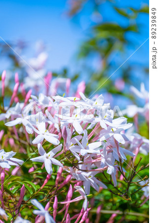 ハゴロモジャスミンの花 89239849