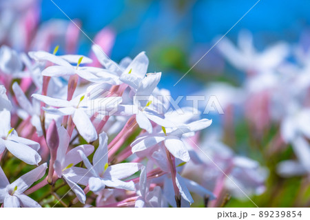 ハゴロモジャスミンの花 89239854