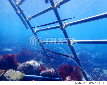 伊豆大島に生息するアオヤガラ 伊豆大島に生息するアオヤガラ 89240104