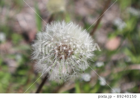 タンポポの種 タンポポの種 89240150