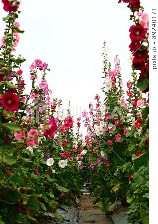 花 フラワー お花 89240171