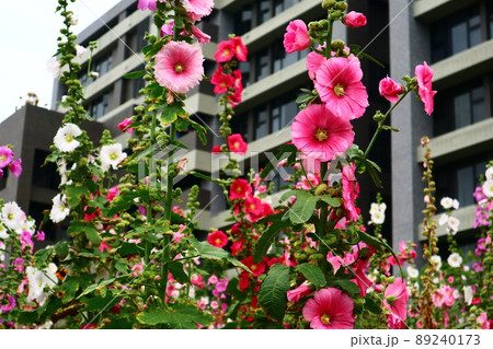 花 フラワー お花 89240173