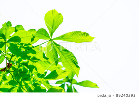トチノキの若葉 89240293