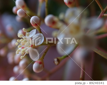 レッドロビンの花 89240341