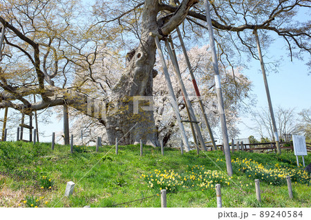 春 高瀬の大木 桜とともに 福島県 春 高瀬の大木 桜とともに 福島県 89240584