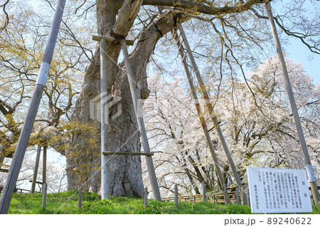 春 高瀬の大木 桜とともに 福島県 春 高瀬の大木 桜とともに 福島県 89240622