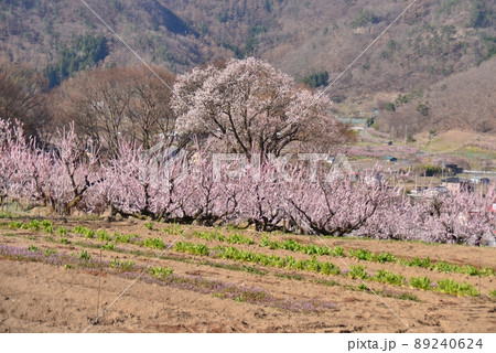 花満開のあんず畑 89240624