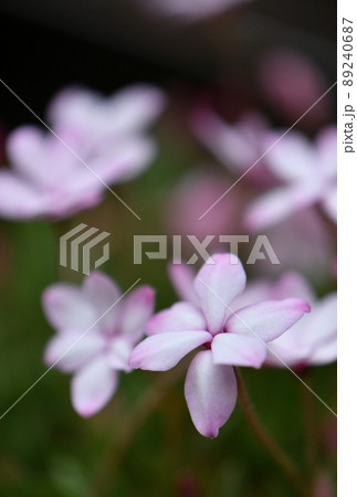 アッツザクラ 89240687