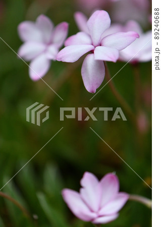 アッツザクラ 89240688