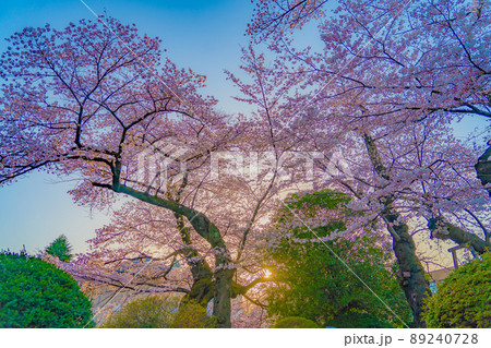 東北大学　片平キャンパスの桜（宮城県仙台市） 89240728