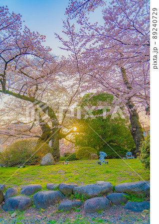 東北大学 片平キャンパスの桜(宮城県仙台市) 東北大学 片平キャンパスの桜(宮城県仙台市) 89240729