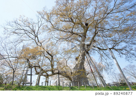 芽吹き始めた高瀬の大木と満開の桜　福島県 89240877
