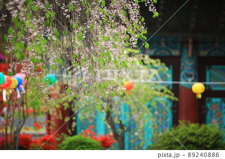 寺院 花 春 89240886