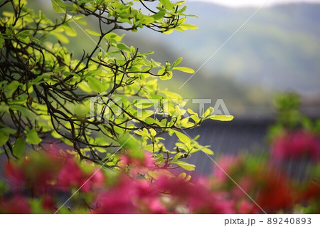 植物 葉っぱ 春 89240893