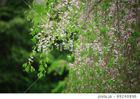 植物 花 春 89240896