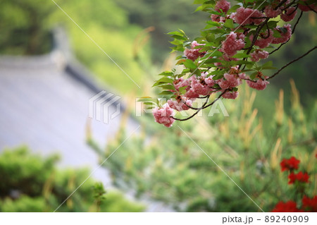 植物 花 桜 89240909