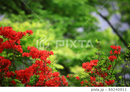 植物 花 春 89240911