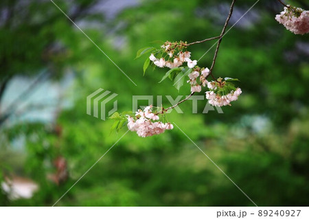 植物 花 春 89240927