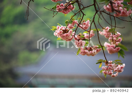 植物 花 春 89240942