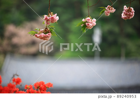 植物 花 桜 89240953
