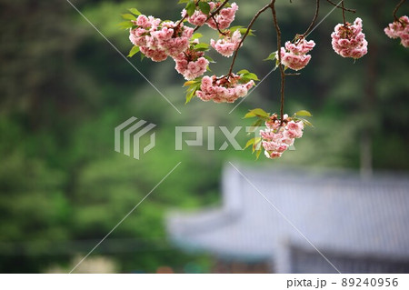 植物 花 春 89240956