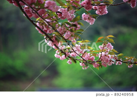 植物 花 春 89240958