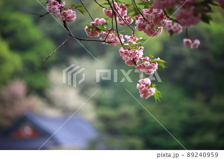 植物 花 春 89240959