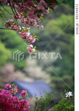 植物 花 桜 89240972