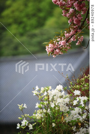 植物 花 桜 89240978