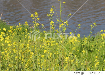 春の日本埼玉県蓮田市付近を流れる元荒川の河川敷に咲く菜の花 89241349