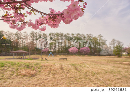 八重桜 カンザン 八重桜 カンザン 89241681
