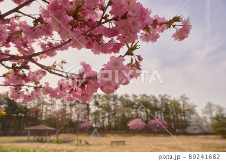 八重桜　カンザン 89241682