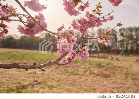 八重桜 カンザン 八重桜 カンザン 89241683
