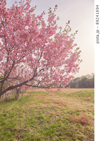 八重桜　カンザン 89241694