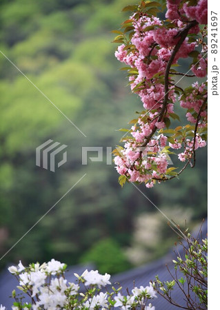 植物 花 桜 89241697