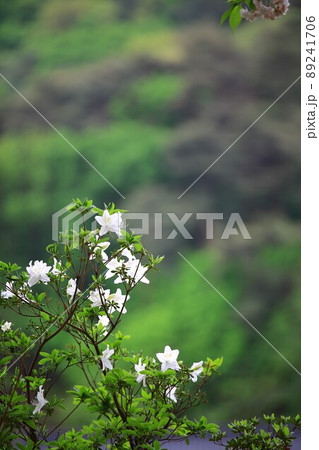 植物 花 春 89241706