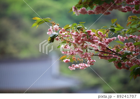 植物 花 春 89241707