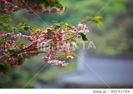植物 花 春 89241709