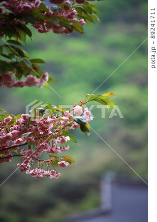 植物 花 桜 89241711