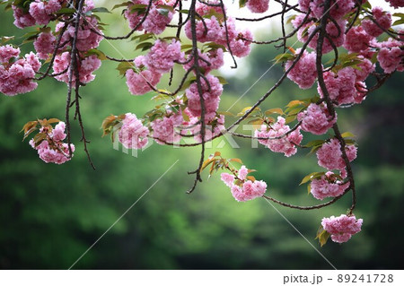 植物 花 春 89241728