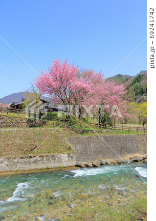 白馬の春　桜咲く大出公園 89241742