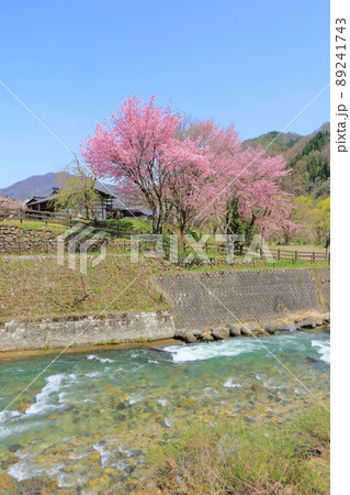 白馬の春　桜咲く大出公園 89241743