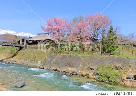 白馬の春　桜咲く大出公園 89241781