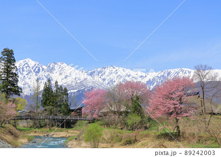白馬の春 桜咲く大出公園と北アルプス 白馬の春 桜咲く大出公園と北アルプス 89242003